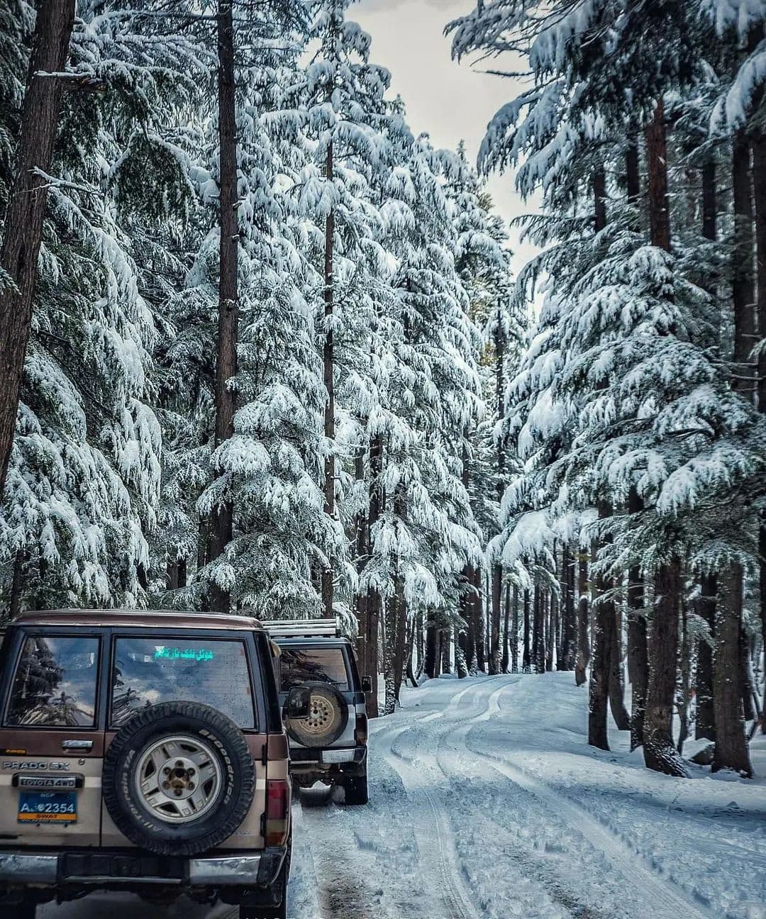 Ushu Forest